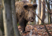 Calendario venatorio dell’Umbria, le proposte di Arcicaccia calendario venatorio dell'Umbria: cinghiale nel bosco
