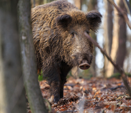 Calendario venatorio dell’Umbria, le proposte di Arcicaccia calendario venatorio dell'Umbria: cinghiale nel bosco