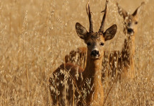 Censimenti faunistici: servono dati veri Censimenti faunistici, due caprioli in un campo