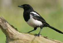 Controllo dei predatori opportunisti: la risposta della Commissione europea controllo dei predatori opportunisti: gazza su ramo