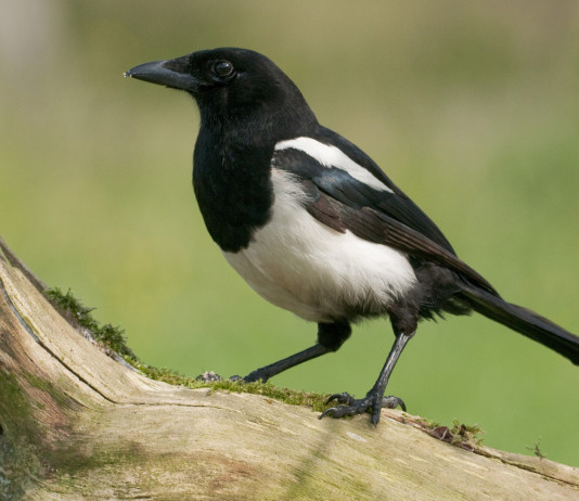 Controllo dei predatori opportunisti: la risposta della Commissione europea controllo dei predatori opportunisti: gazza su ramo