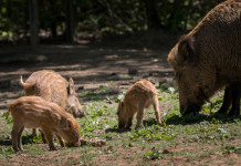 Gestione del cinghiale in Umbria, torna a riunirsi il tavolo permanente gestione del cinghiale in umbria: femmina con tre piccoli