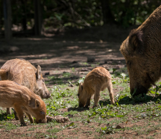 Gestione del cinghiale in Umbria, torna a riunirsi il tavolo permanente gestione del cinghiale in umbria: femmina con tre piccoli