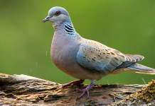 Gestione della tortora: l’auspicio di Federcaccia su piano e calendario Gestione della tortora