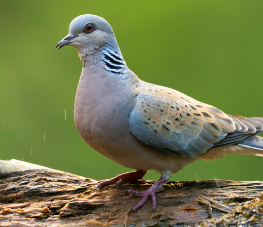 Gestione della tortora: l’auspicio di Federcaccia su piano e calendario Gestione della tortora