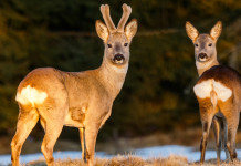 Gestione venatoria in Veneto, le indicazioni per le tre fasce di rischio Gestione venatoria in Veneto: due caprioli