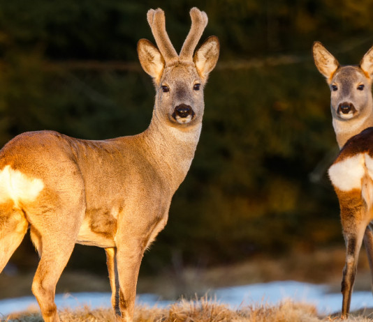 Gestione venatoria in Veneto, le indicazioni per le tre fasce di rischio Gestione venatoria in Veneto: due caprioli