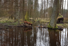 Le false credenze sul recupero degli ungulati feriti Le false credenze sul recupero degli ungulati feriti: cane da recupero cerca vicino a specchio d'acqua