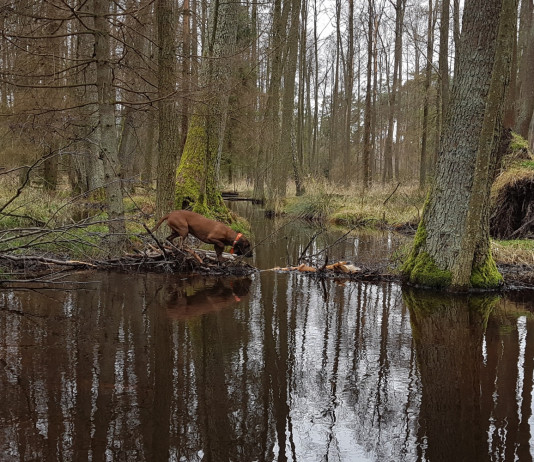 Le false credenze sul recupero degli ungulati feriti Le false credenze sul recupero degli ungulati feriti: cane da recupero cerca vicino a specchio d'acqua