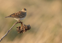 Piano di gestione dell’allodola: la lettera del governo piano di gestione dell'allodola: allodola sul ramo di un albero