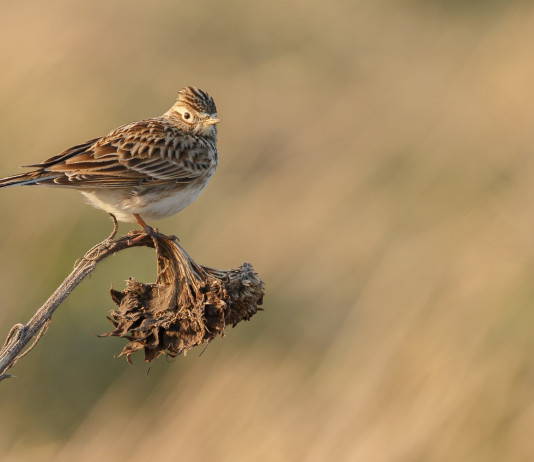 Piano di gestione dell’allodola: la lettera del governo piano di gestione dell'allodola: allodola sul ramo di un albero