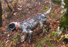 Cani da ferma: che cosa è il trialer trialer