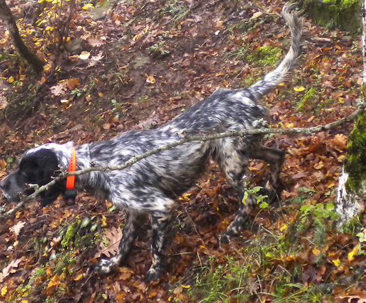 Cani da ferma: che cosa è il trialer trialer
