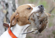 Beccacce che Passione 3 2021 vi aspetta in edicola Beccacce che Passione