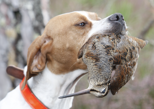 Beccacce che Passione 3 2021 vi aspetta in edicola Beccacce che Passione