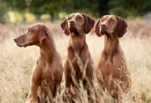 Tutela degli animali in Costituzione, l’ostruzionismo della Lega Tutela degli animali in Costituzione: tre cani tra l'erba tagliata