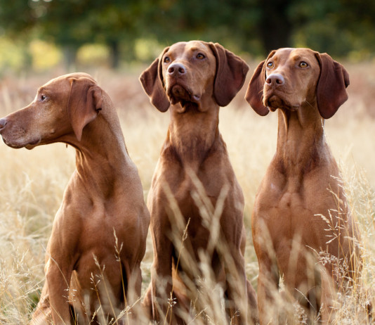 Tutela degli animali in Costituzione, l’ostruzionismo della Lega Tutela degli animali in Costituzione: tre cani tra l'erba tagliata