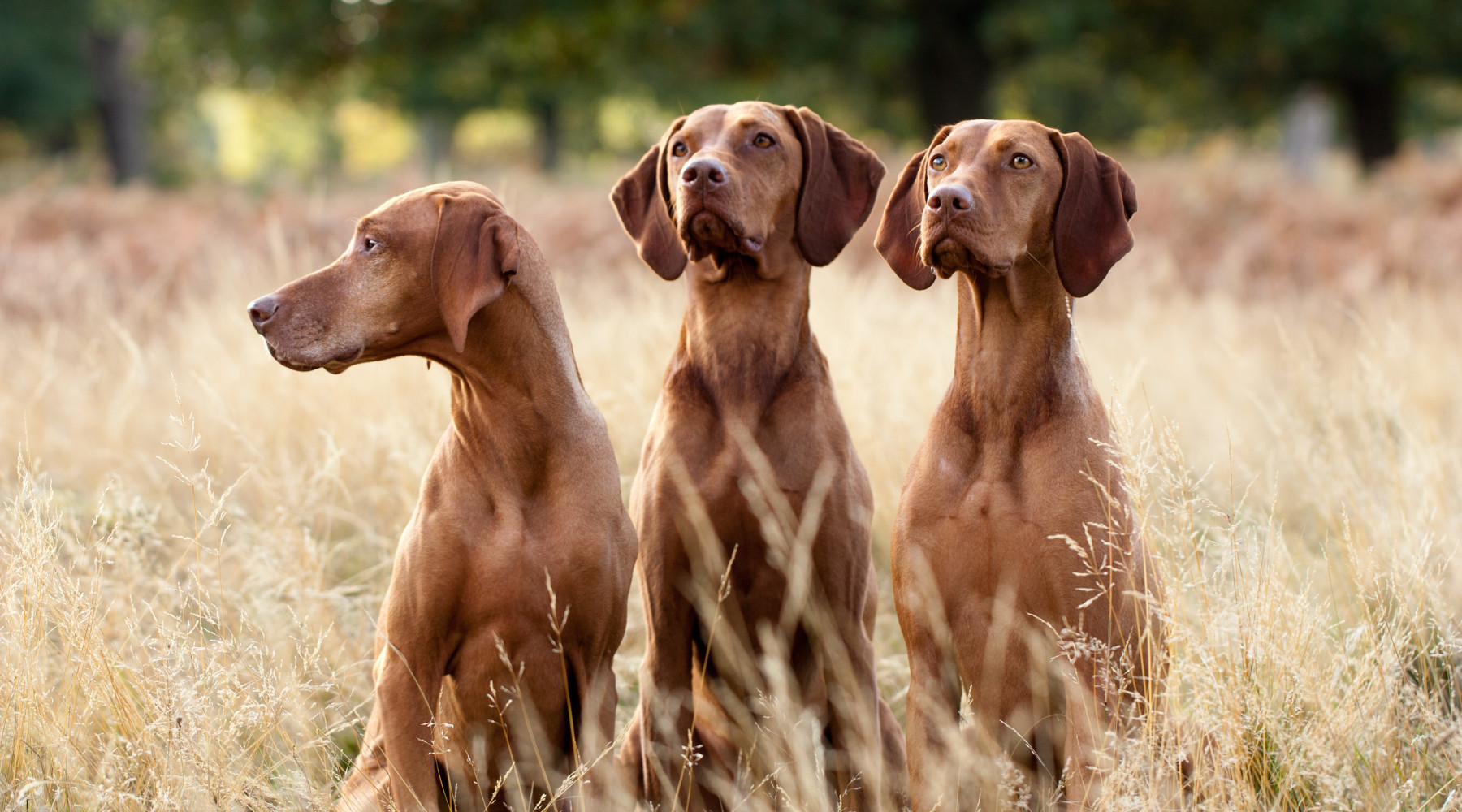 Tutela degli animali in Costituzione: tre cani tra l'erba tagliata