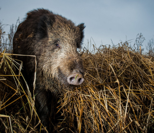 Aree protette in Umbria, associazioni scrivono alla giunta Aree protette in Umbria: cinghiale