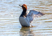 Caccia a moriglione e pavoncella, il Tar ha deciso caccia a moriglione e pavoncella