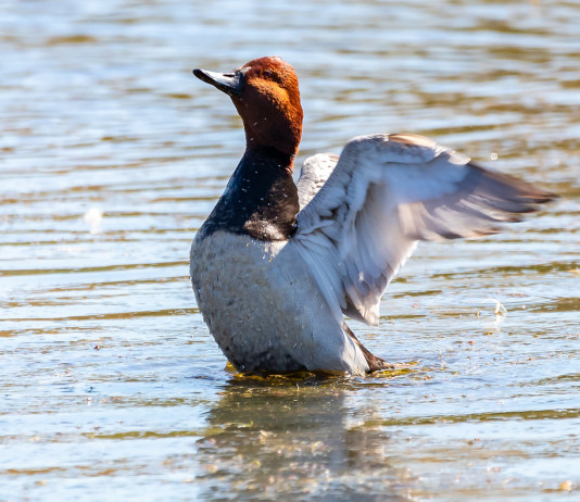 Caccia a moriglione e pavoncella, il Tar ha deciso caccia a moriglione e pavoncella