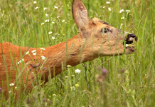 Caccia agli ungulati in Toscana, decisione della giunta su cinghiale e capriolo caccia agli ungulati in Toscana: capriolo nell'erba