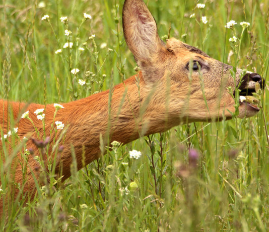 Caccia agli ungulati in Toscana, decisione della giunta su cinghiale e capriolo caccia agli ungulati in Toscana: capriolo nell'erba