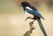 Caccia ai corvidi in Toscana, cabina di regia chiede posticipo chiusura caccia ai corvidi in Toscana: gazza su un ramo