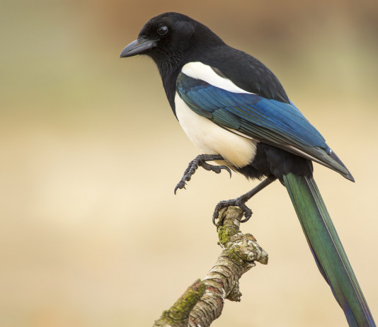 Caccia ai corvidi in Toscana, cabina di regia chiede posticipo chiusura caccia ai corvidi in Toscana: gazza su un ramo