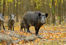 Caccia al cinghiale in Veneto, la decisione della Regione caccia al cinghiale in veneto: cinghiali nel bosco