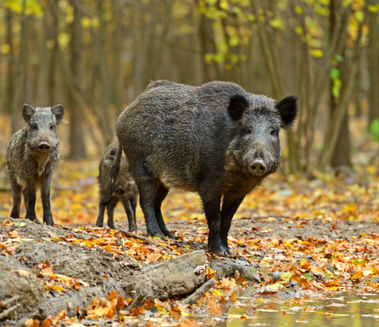 Caccia al cinghiale in Veneto, la decisione della Regione caccia al cinghiale in veneto: cinghiali nel bosco