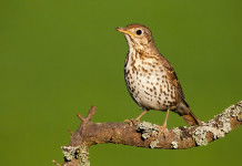 Caccia da appostamento, doppia semplificazione in Lombardia caccia da appostamento fisso: tordo su un ramo