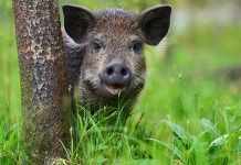 Caccia di selezione al cinghiale in Toscana, ecco il piano caccia di selezione al cinghiale: piccolo di cinghiale nella foresta