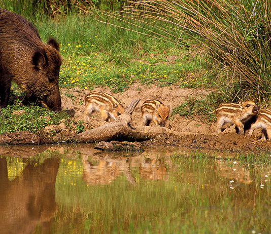 Calabria proroga caccia di selezione al cinghiale calabria proroga caccia di selezione al cinghiale: cinghiale femmina con piccoli vicino a specchio d'acqua