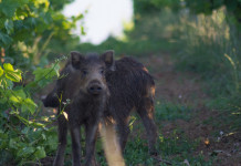 Controllo degli ungulati, novità in Toscana Controllo degli ungulati: cinghiali in vigna