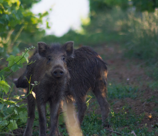 Controllo degli ungulati, novità in Toscana Controllo degli ungulati: cinghiali in vigna