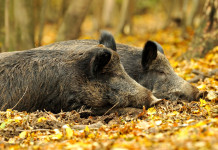 Controllo faunistico in Abruzzo, niente cacciatori controllo faunistico in Abruzzo: due cinghiali su foglie autunnali