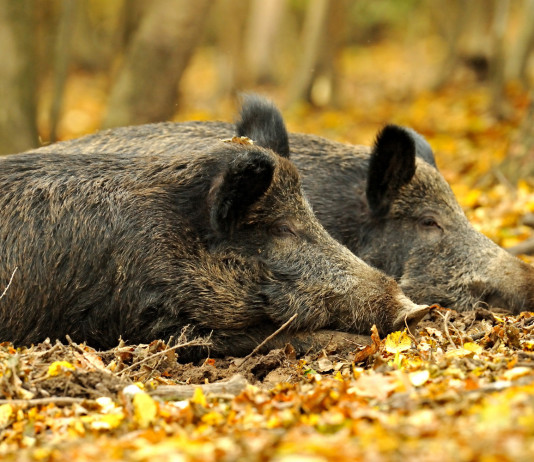 Controllo faunistico in Abruzzo, niente cacciatori controllo faunistico in Abruzzo: due cinghiali su foglie autunnali