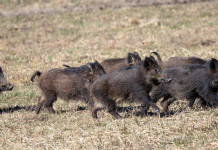 Controllo faunistico in Piemonte, ok ai cacciatori controllo faunistico in Piemonte: branco di cinghiali