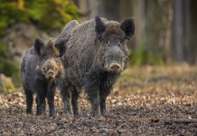 Controllo faunistico in Toscana, cabina di regia regionale contesta la delibera controllo faunistico in Toscana: due cighiali, giovane e adulto, nella foresta