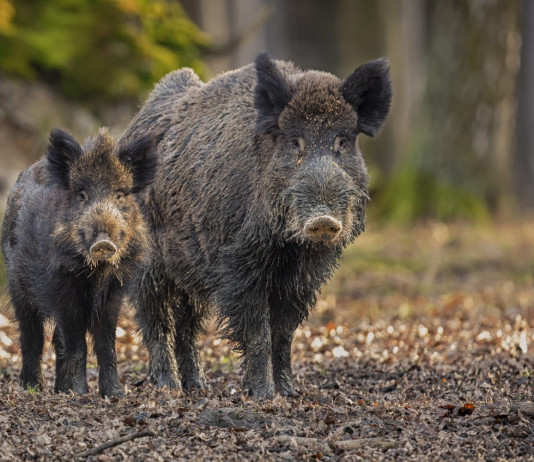 Controllo faunistico in Toscana, cabina di regia regionale contesta la delibera controllo faunistico in Toscana: due cighiali, giovane e adulto, nella foresta