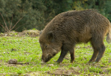 Controllo faunistico in Toscana, critiche della Cct controllo faunistico in Toscana: cinghiale che mangia