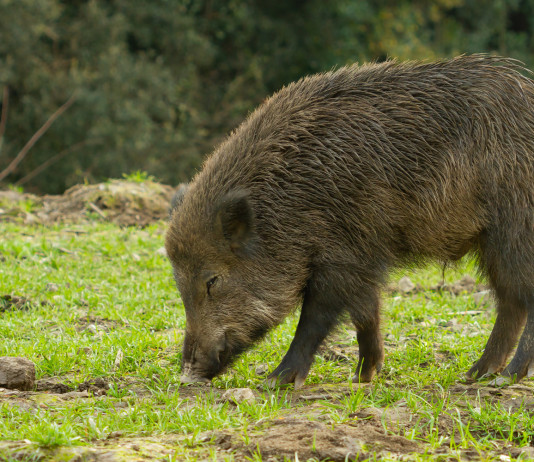 Controllo faunistico in Toscana, critiche della Cct controllo faunistico in Toscana: cinghiale che mangia