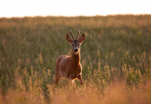 Corso per la caccia di selezione, l’iniziativa online di Cct, Cedaf e Federcaccia corso per la caccia di selezione: capriolo in un prato