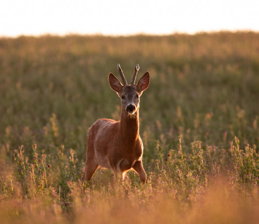 Corso per la caccia di selezione, l’iniziativa online di Cct, Cedaf e Federcaccia corso per la caccia di selezione: capriolo in un prato