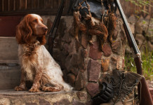 Ddl sul maltrattamento animale, nuovo rinvio in commissione Ddl sul maltrattamento animale: cane da caccia