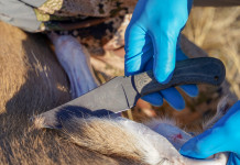 Eviscerazione degli ungulati: non chiamatelo lavoro sporco eviscerazione degli ungulati