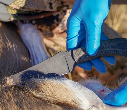 Eviscerazione degli ungulati: non chiamatelo lavoro sporco eviscerazione degli ungulati