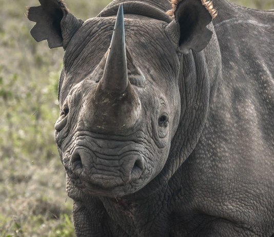Importazione di fauna selvatica esotica: proposta di modifica alla legge delega importazione di fauna selvatica_ rinoceronte nero