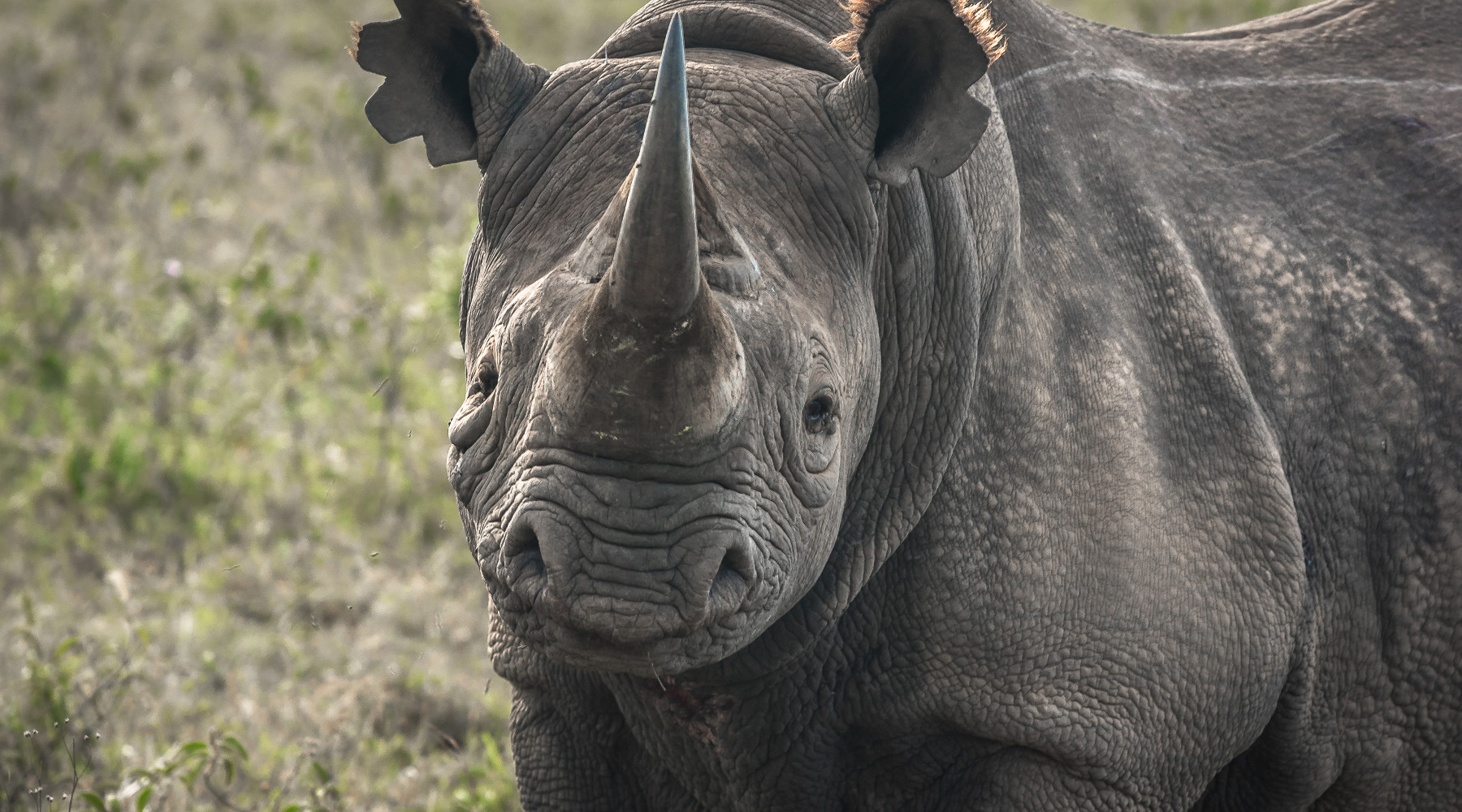 importazione di fauna selvatica_ rinoceronte nero